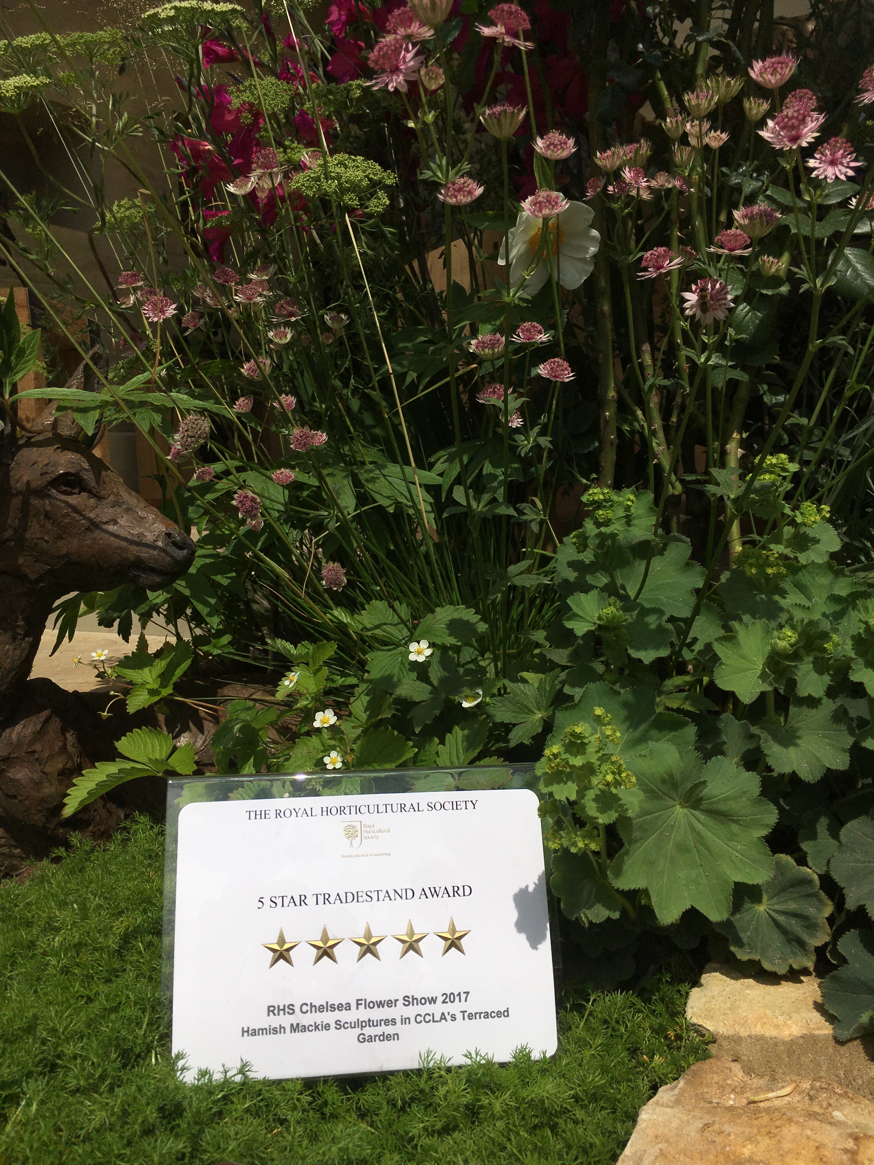 Chelsea floershow 2017 5 star gold award iin the kkplanting