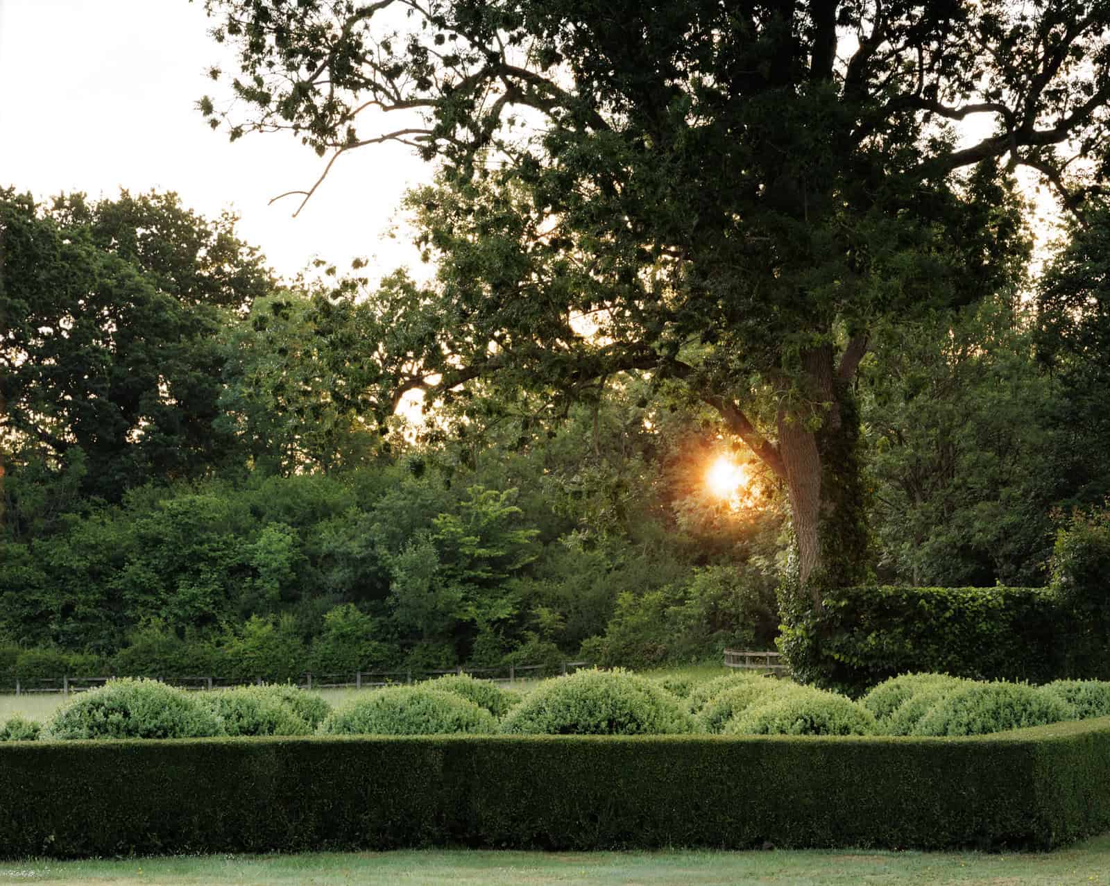 sunrise through trees and buxus ball behind structural hedge